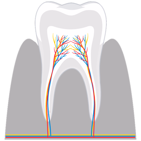 歯の断面図と歯髄の神経・血管を示すイラスト
